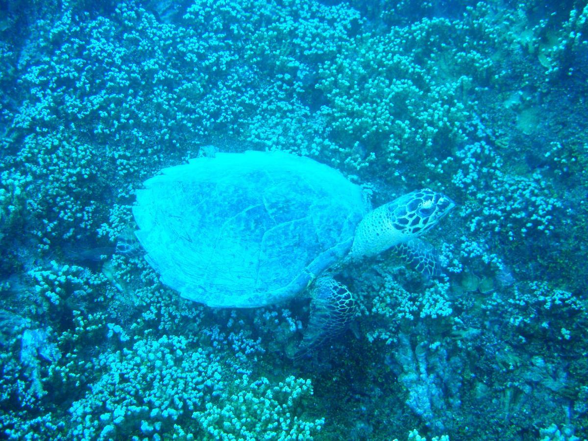 Village Temanuata Bora Bora Eksteriør bilde